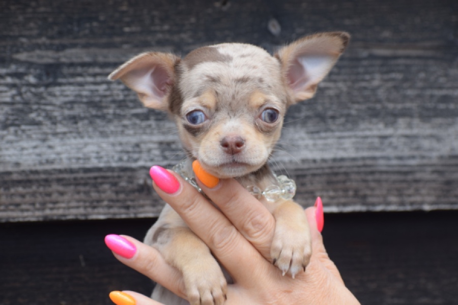 Chihuahua (teef) 64231
