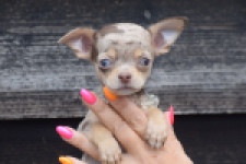 Chihuahua (teef) 64231