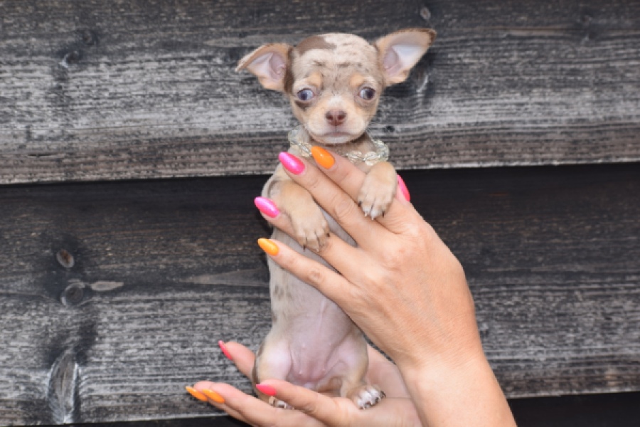Chihuahua (teef) 64231