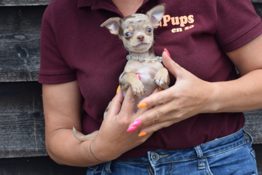 Chihuahua (teef) 64231