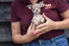 Chihuahua (teef) 64231