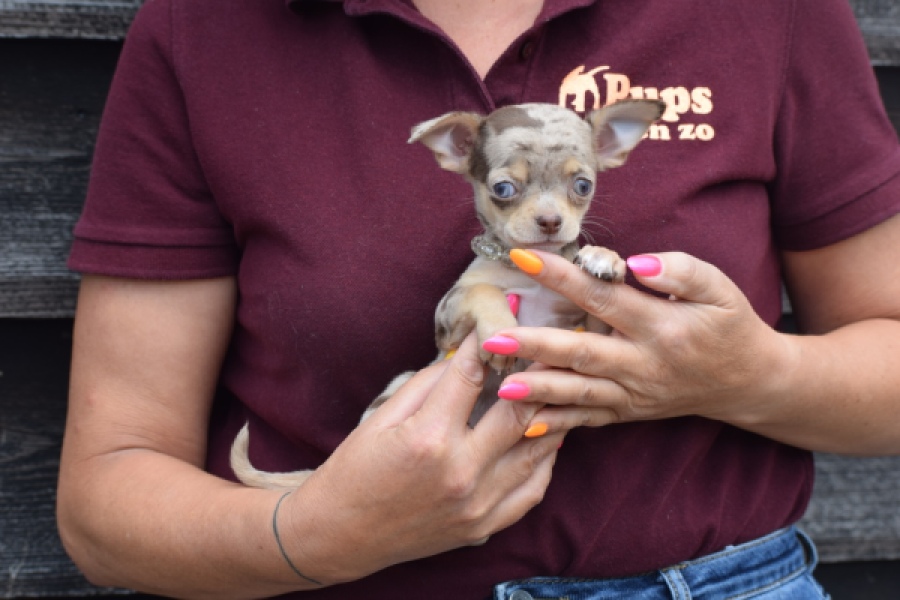 Chihuahua (teef) 64231