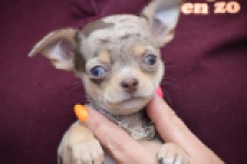Chihuahua (teef) 64231