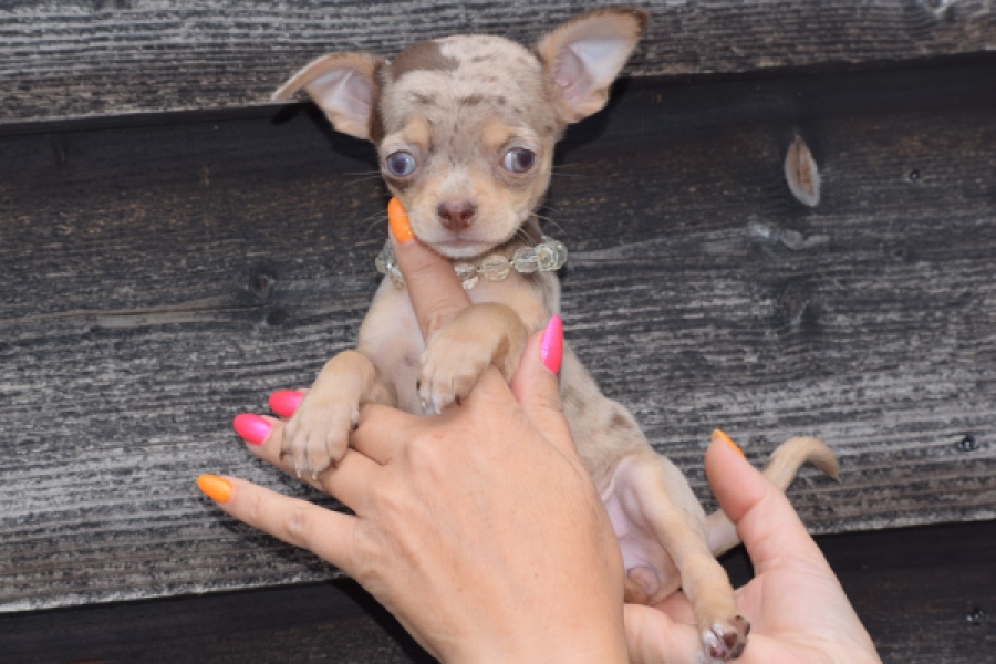 Chihuahua (teef) 64231