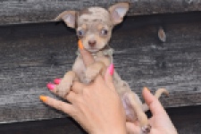 Chihuahua (teef) 64231