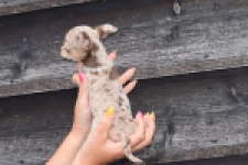 Chihuahua (teef) 64231