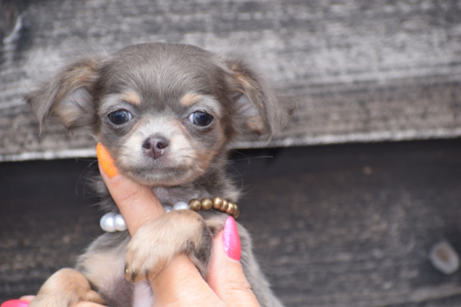 Chihuahua (teef) 64798