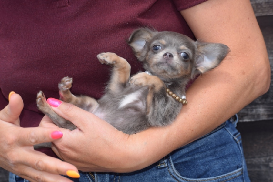 Chihuahua (teef) 64798