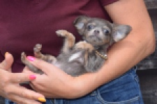 Chihuahua (teef) 64798