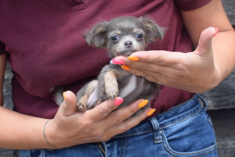 Chihuahua (teef) 64798