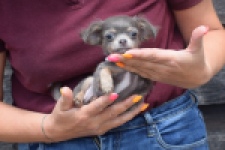 Chihuahua (teef) 64798