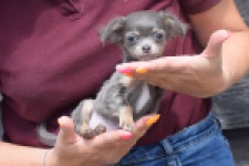 Chihuahua (teef) 64798