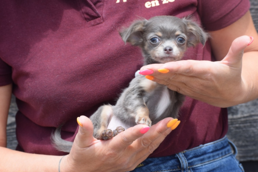 Chihuahua (teef) 64798
