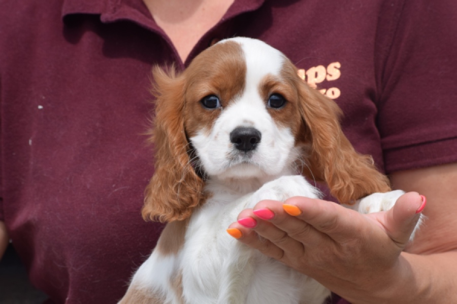 Cavalier King Charles Spaniel (reu) 60718