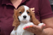 Cavalier King Charles Spaniel (reu) 60718
