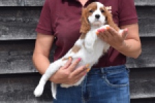 Cavalier King Charles Spaniel (reu) 60718