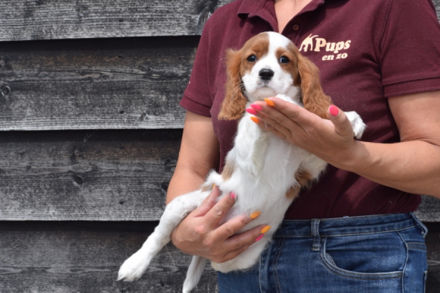 Cavalier King Charles Spaniel (reu) 60718
