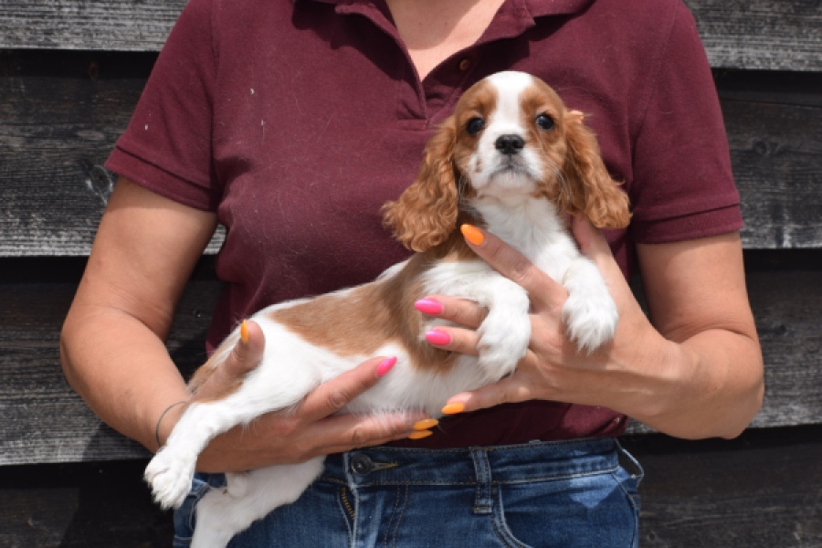 Cavalier King Charles Spaniel (teef) 60614
