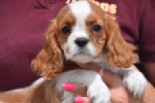 Cavalier King Charles Spaniel (teef) 60614