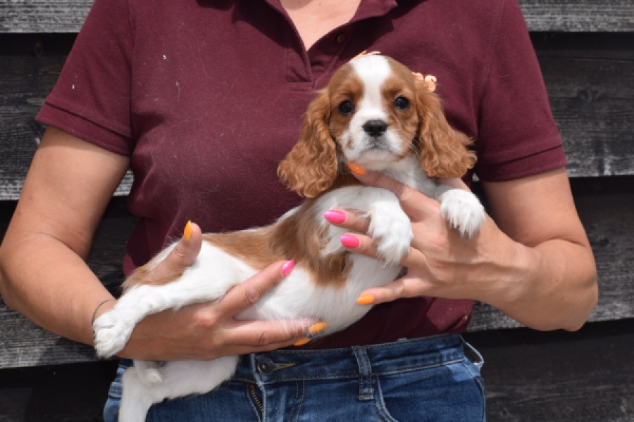 Cavalier King Charles Spaniel (teef) 60614