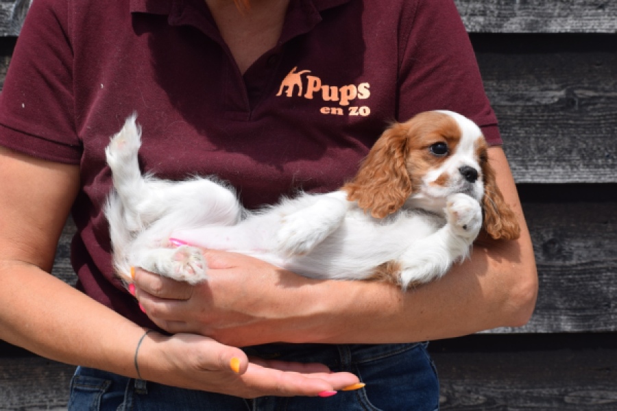 Cavalier King Charles Spaniel (teef) 60614