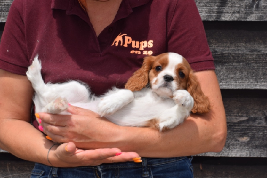 Cavalier King Charles Spaniel (teef) 60614