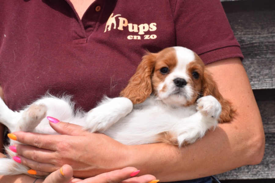 Cavalier King Charles Spaniel (teef) 60614