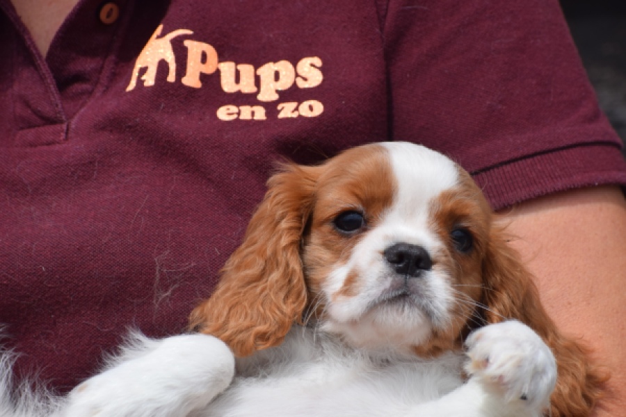 Cavalier King Charles Spaniel (teef) 60614