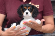 Cavalier King Charles Spaniel (teef) 62703
