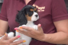 Cavalier King Charles Spaniel (teef) 62703