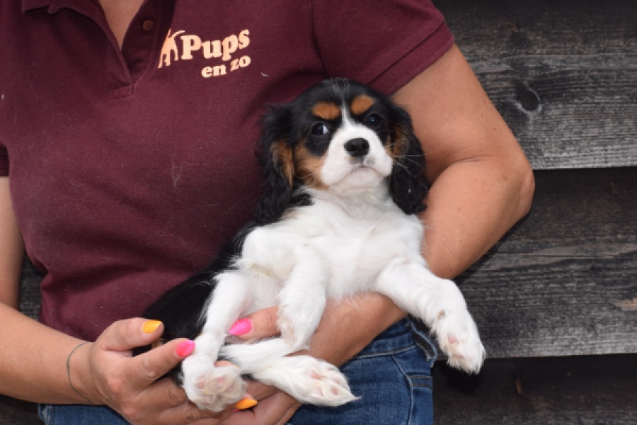 Cavalier King Charles Spaniel (teef) 62703