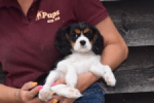 Cavalier King Charles Spaniel (teef) 62703