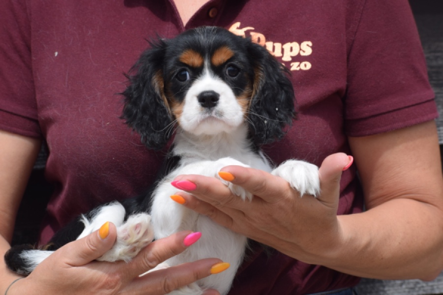 Cavalier King Charles Spaniel (teef) 62703