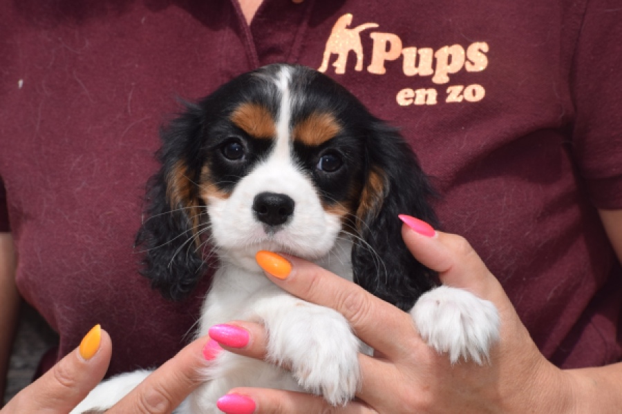 Cavalier King Charles Spaniel (teef) 60628