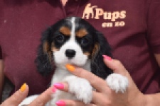 Cavalier King Charles Spaniel (teef) 60628