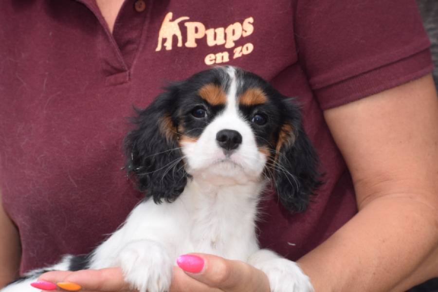 Cavalier King Charles Spaniel (teef) 60628