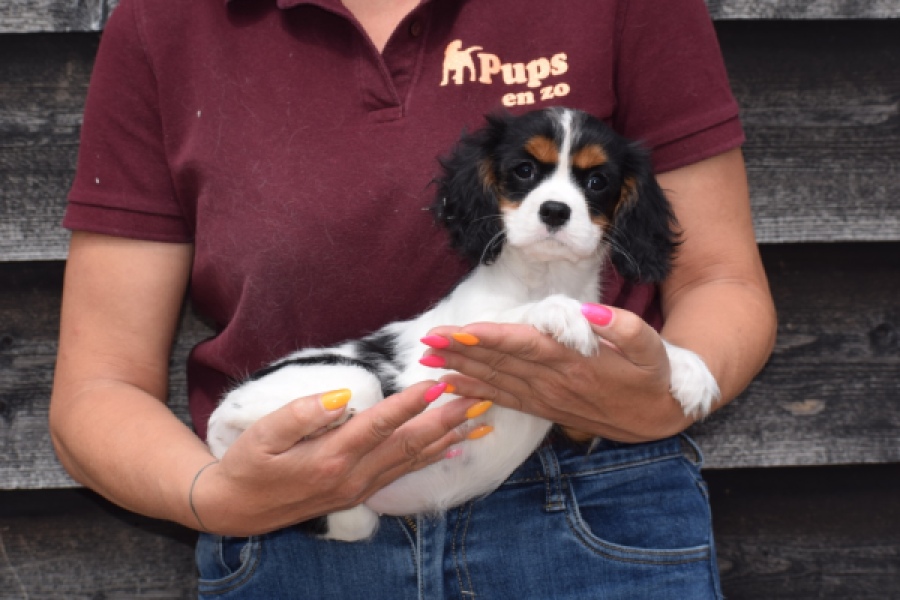 Cavalier King Charles Spaniel (teef) 60628