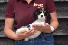 Cavalier King Charles Spaniel (teef) 60628