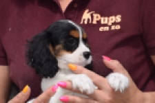 Cavalier King Charles Spaniel (teef) 60628