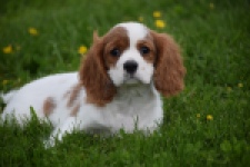 Cavalier King Charles Spaniel (reu) 60718