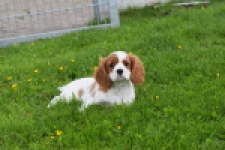 Cavalier King Charles Spaniel (reu) 60718