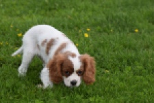 Cavalier King Charles Spaniel (reu) 60718