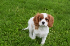 Cavalier King Charles Spaniel (reu) 60718