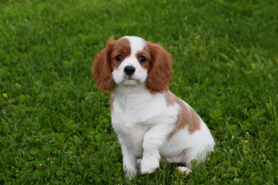 Cavalier King Charles Spaniel (reu) 60718