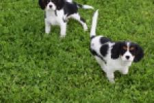 Cavalier King Charles Spaniel (teef) 60628