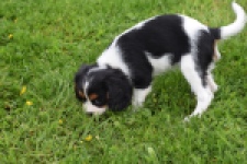 Cavalier King Charles Spaniel (teef) 60628