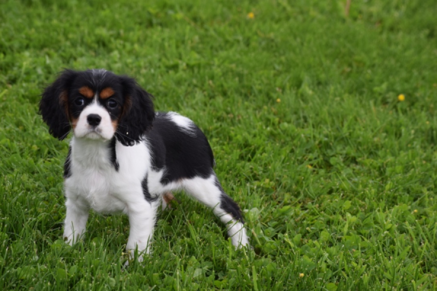 Cavalier King Charles Spaniel (teef) 62703
