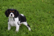 Cavalier King Charles Spaniel (teef) 62703
