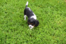 Cavalier King Charles Spaniel (teef) 62703