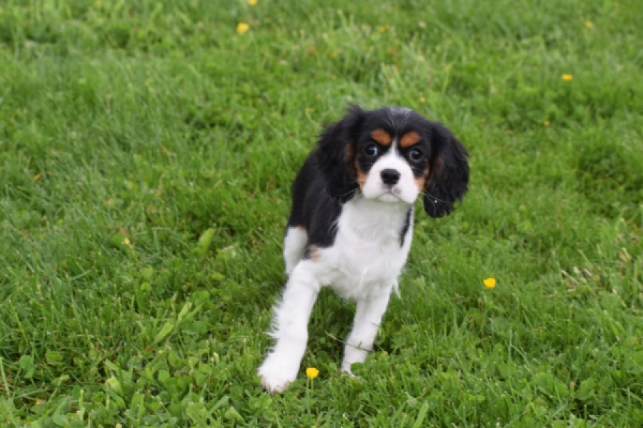 Cavalier King Charles Spaniel (teef) 62703